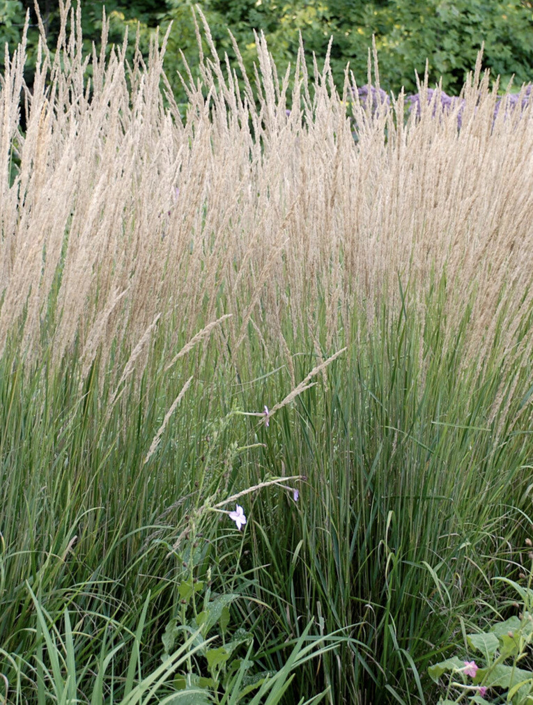 Calamagrostis Karl Foerester a hardy tall  ornamental grass with flower heads in a mix of silver ,white and Pink .Strong pot grown plants FEATHER  REED GRASS