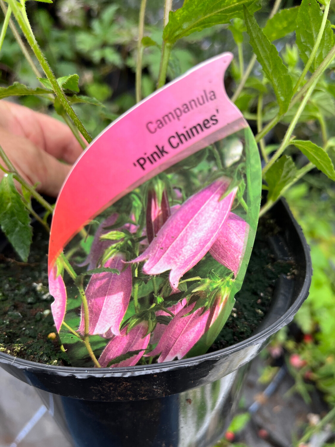 Campanula Bellflower &#39;Pink Chimes&#39;