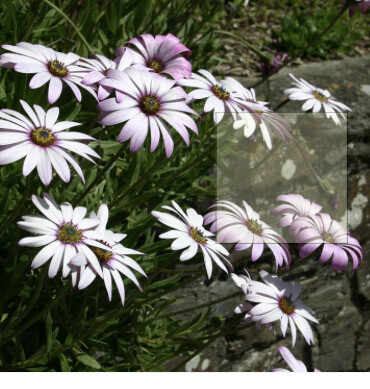 Osteospermum Lady Leitrim..flowers for months and lasts for years. Needs a sunny and free draining spot