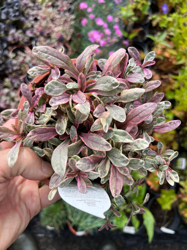 Ajuga 'Princess Nadia'