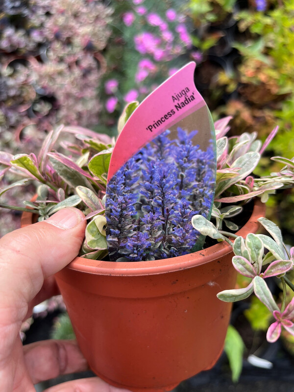Ajuga 'Princess Nadia'