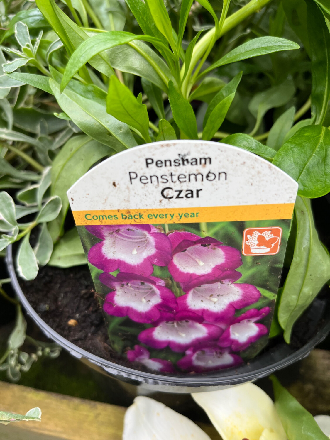Penstemon Czar ,flowers non stop from July until October. Flowers are bell/tubular like purple with a white throat .