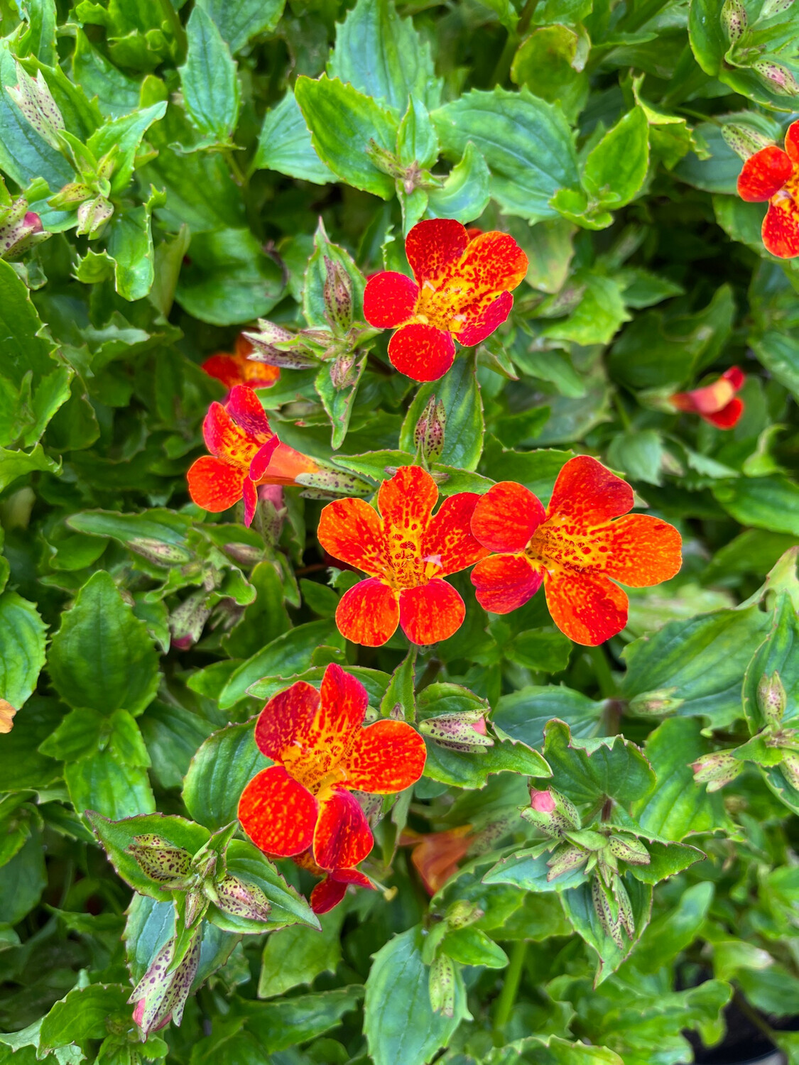 Mimulus Orange Glow ,a hardy perennial Monkey Flower that flowers from