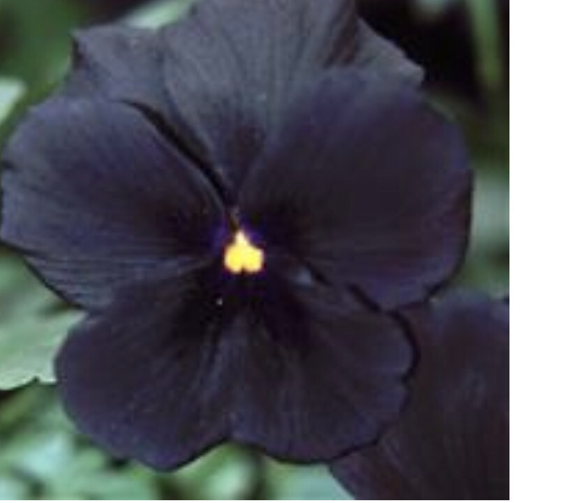 Viola Molly Sanderson …flowers from June Until October non stop . Black flowers with a purple eye Winter Hardy and lasts for years