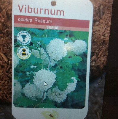 SNOWBALL BUSH easy to grow thrives on neglect Strong Pot Grown plants Well Branched ,Now Is plant time ! Extra large size