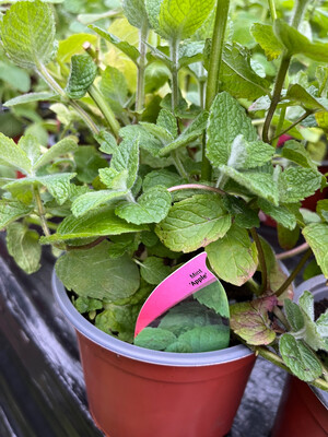Apple Mint &#39;Pomo&#39;