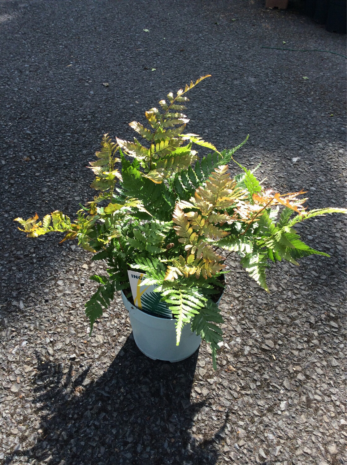 Autumn Fern DRYOPTERIS ERYTHROSORA