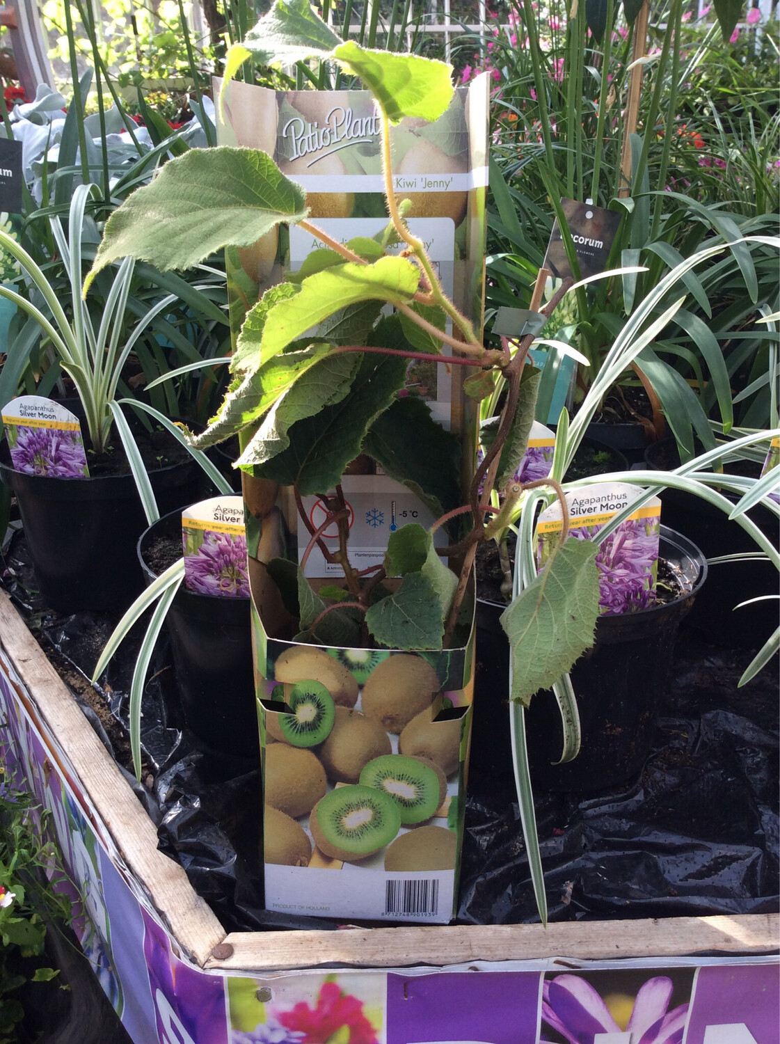 Kiwi deliciosa ‘Jenny’