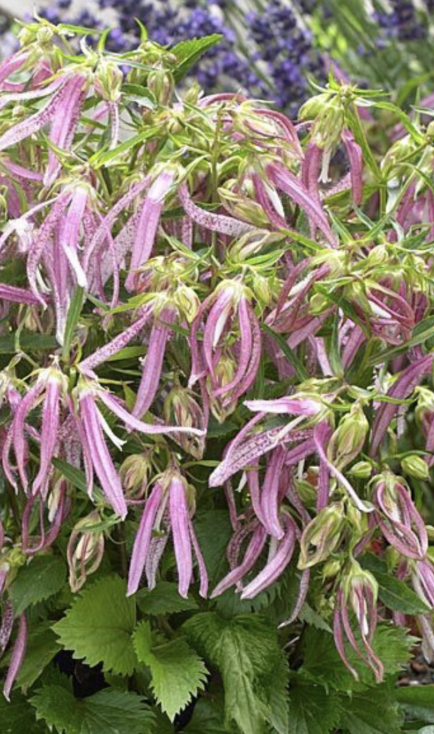 Campanula Pink Octopus ,a hardy Bellflower that flowers non stop for months.Winter Hardy and lasts for years