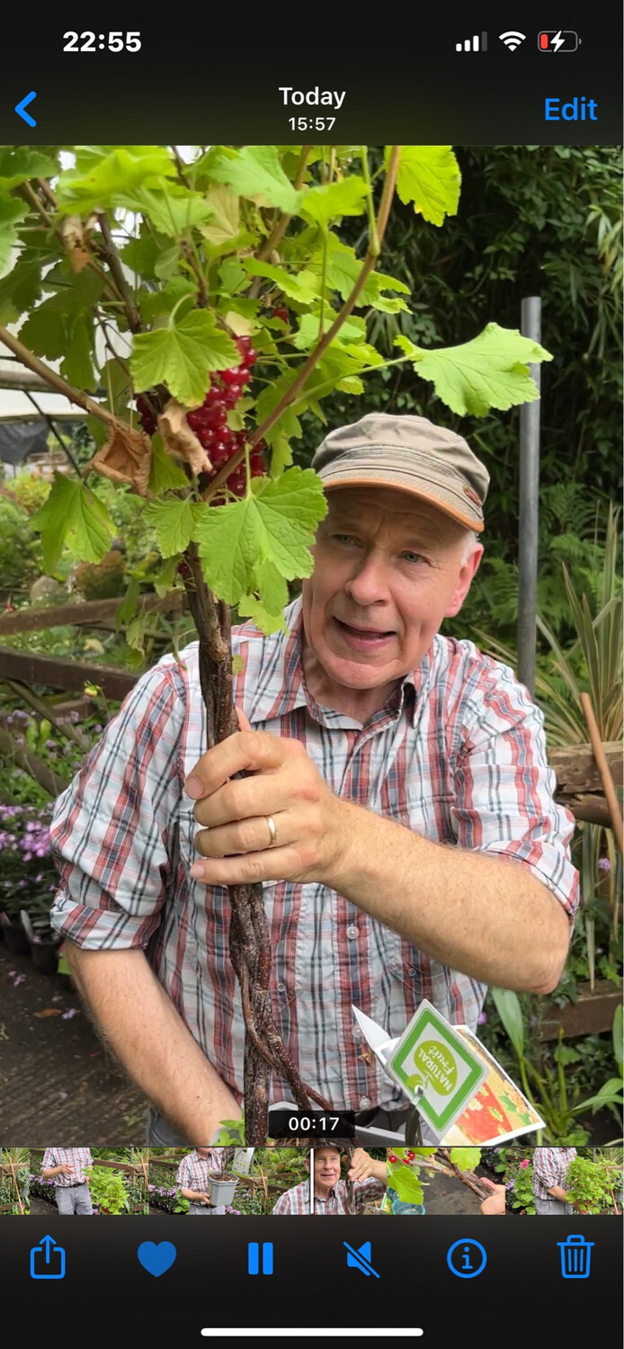 Redcurrant Mini Tree Plaited Stems . Heavy crops of delicious fruit