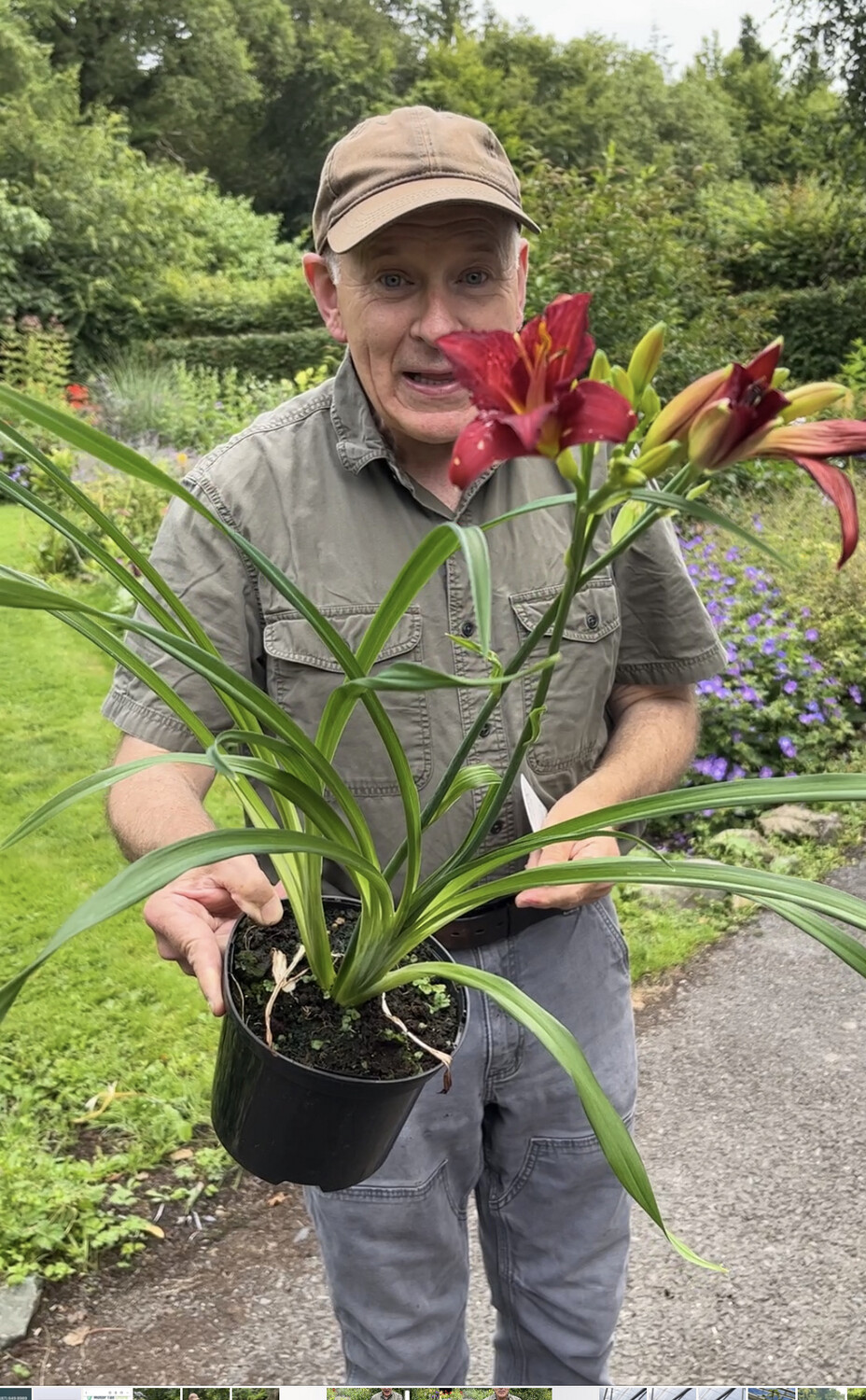 Hemerocallis “Pardon Me” Tough Daylily flowers for months and lasts for years.
