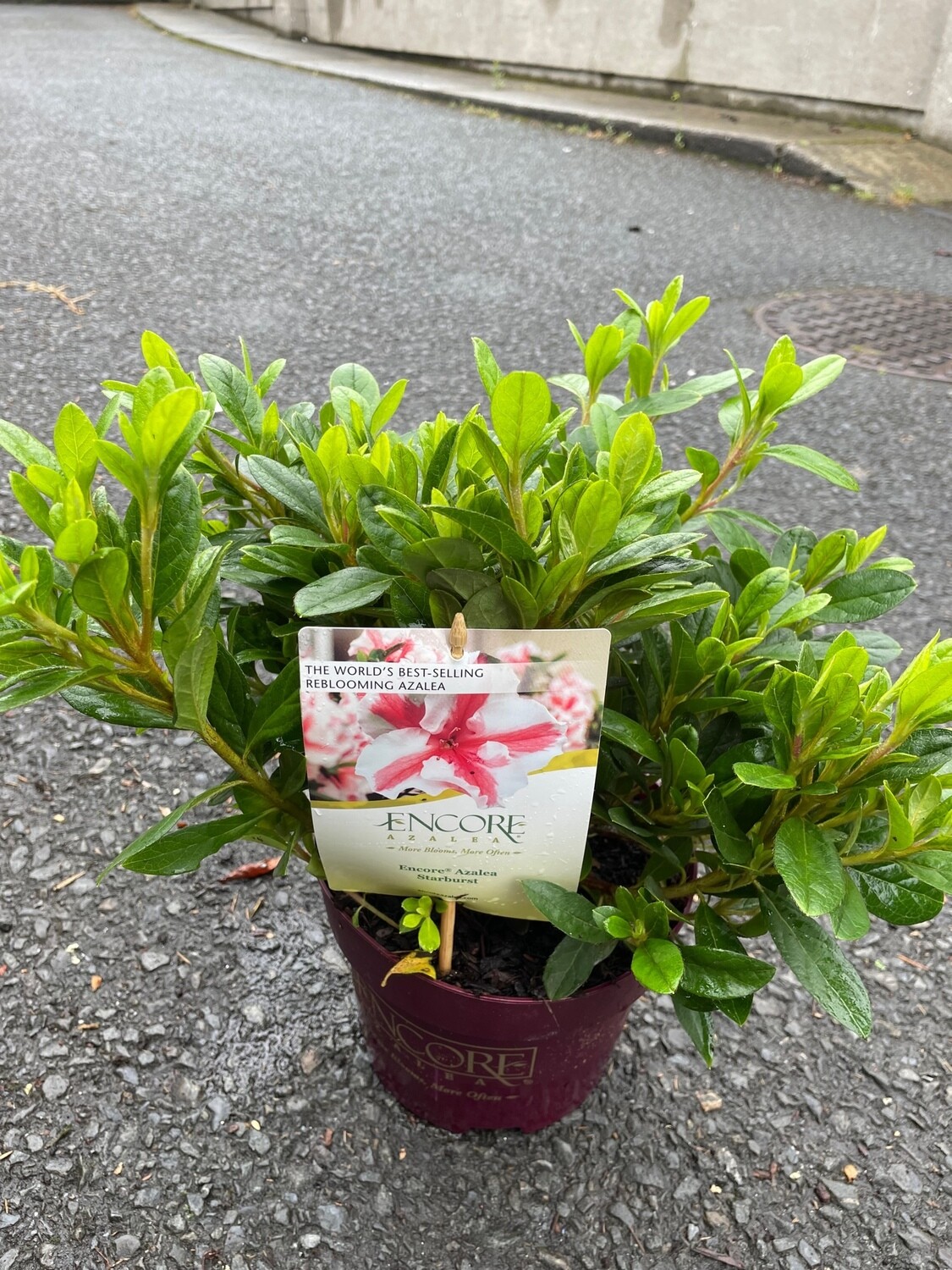 Azalea Encore &#39;Starburst&#39;