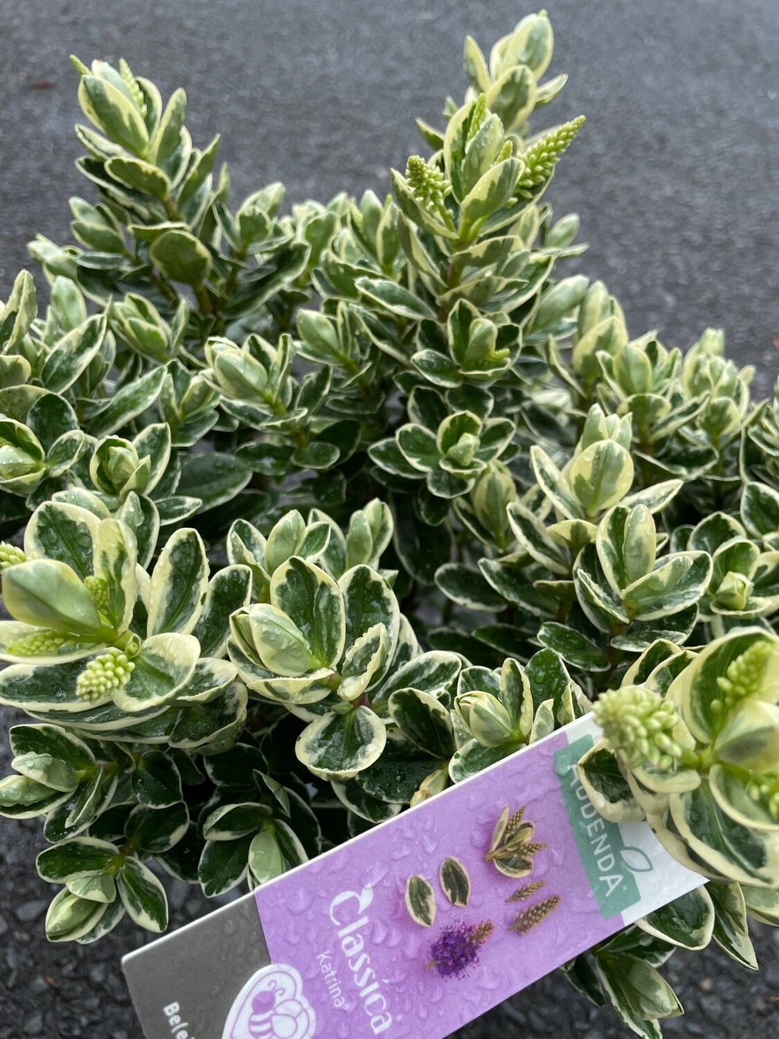 Hebe Katrina Blue, evergreen colourful foliage of cream and green . Flowers blue/purple in summer and early autumn. Likes a sunny free draining spot . Good in pots or beds .
