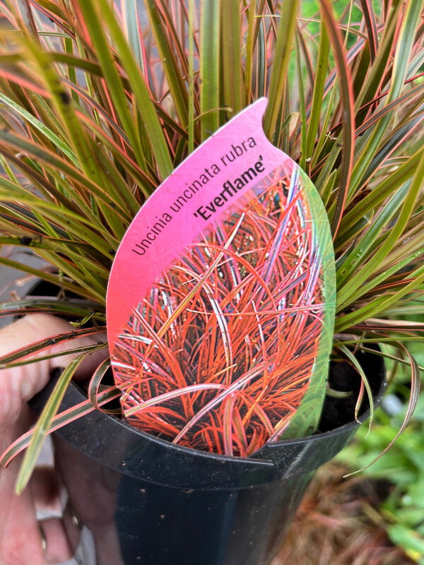 Carex 'Everflame'