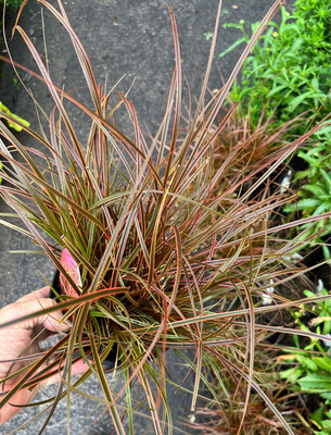 Carex &#39;Everflame&#39;