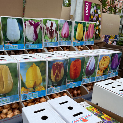 Spring Flowering Bulbs