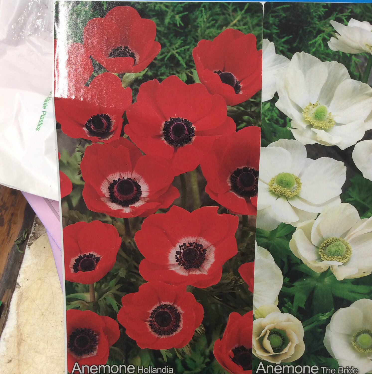 10 Anemone Hollandia