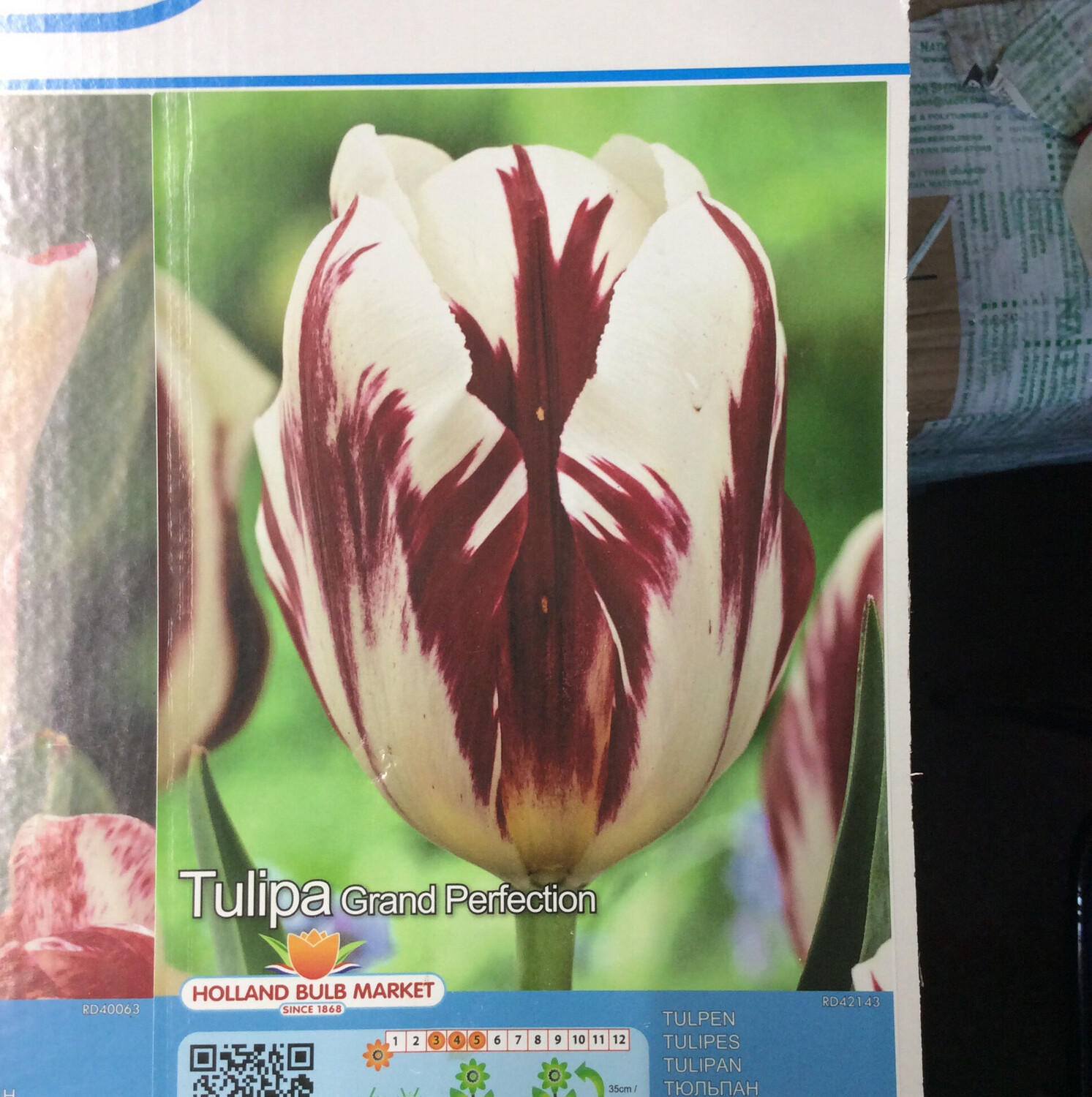 10 Tulip Grand Perfection