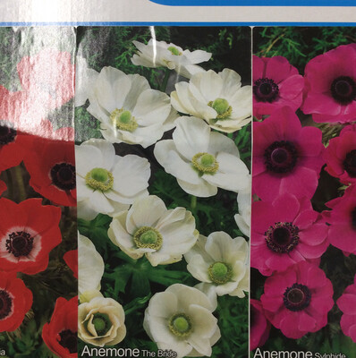 10 Anemone The Bride