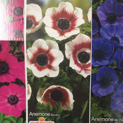 10 Anemone Bicolor