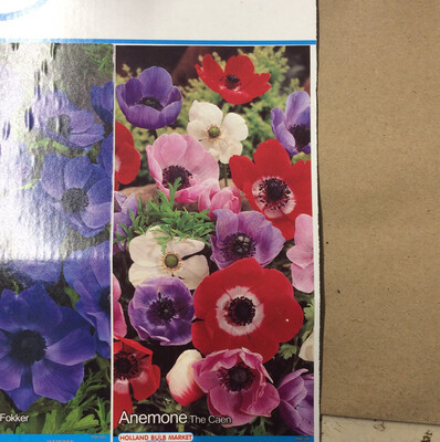 10 Anemone The Caen  mixed