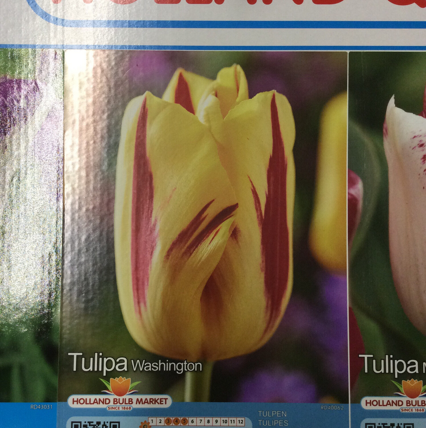 10 Tulip Washington Bulbs