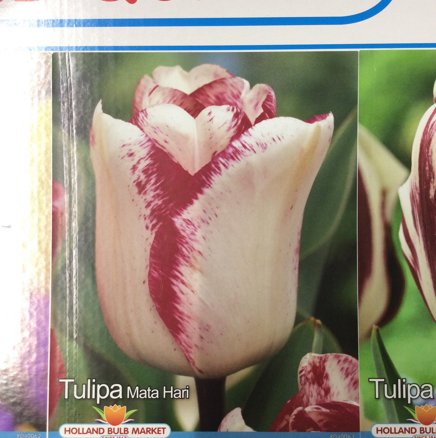 10 Tulip Mata Hari Bulbs