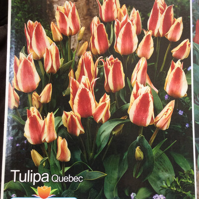 10 Tulip Quebec
