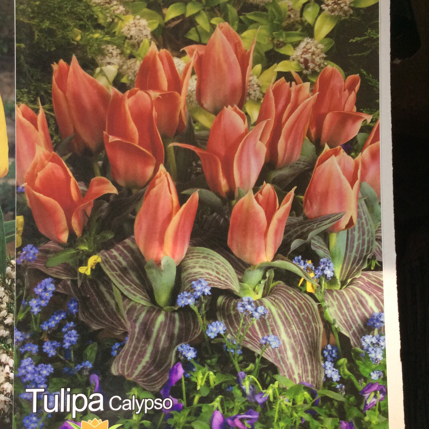 10 Tulip Calypso Bulbs