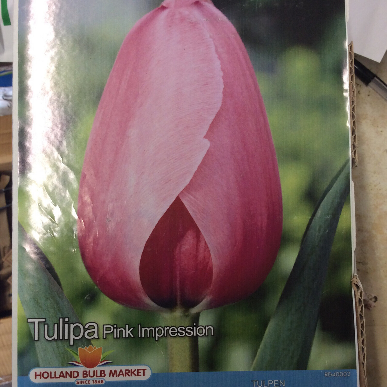 10 Tulip Pink Impression Bulbs