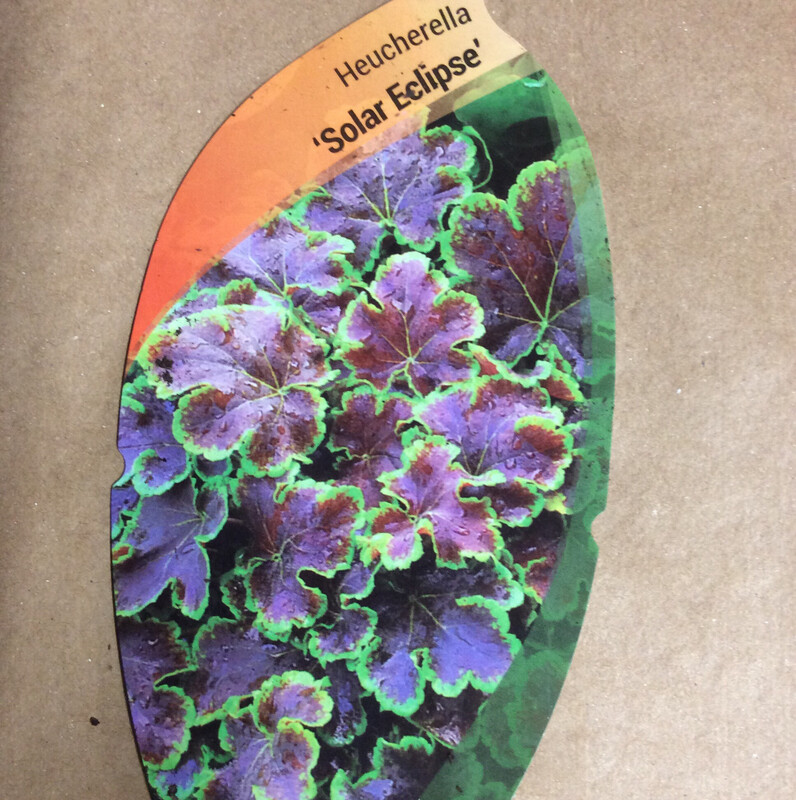 HEUCHERELLA “SOLAR ECLIPSE”