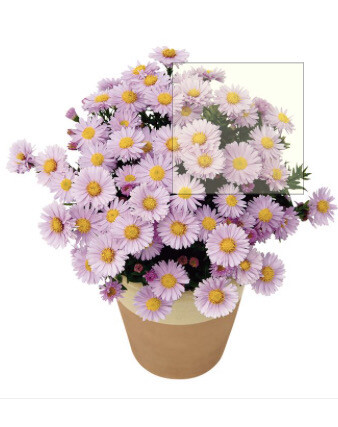 Aster “Rose Quartz” grows approx 30 Cm and flowers for months with pink daisy like flowers . Good In pots ,beds or rockeries Winter hardy and lasts for years