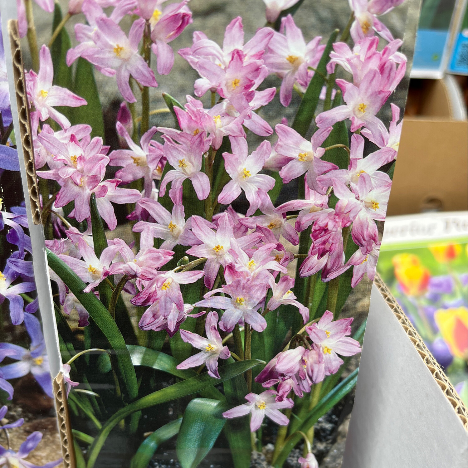 10 Chionodoxa / Glory of the Snow &#39;Rosea&#39;