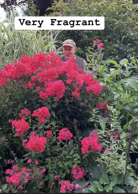 Phlox Flame Coral ,fragrant flowers for months and lasts for years
