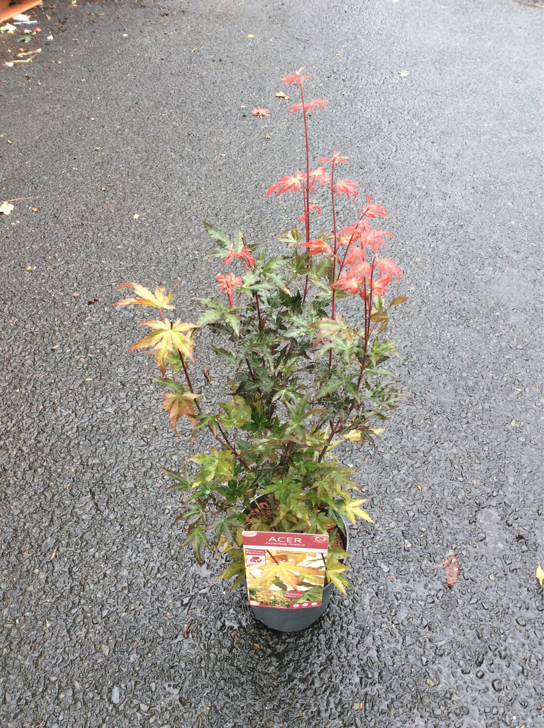 Japanese Maple - Acer ‘Redwine’
