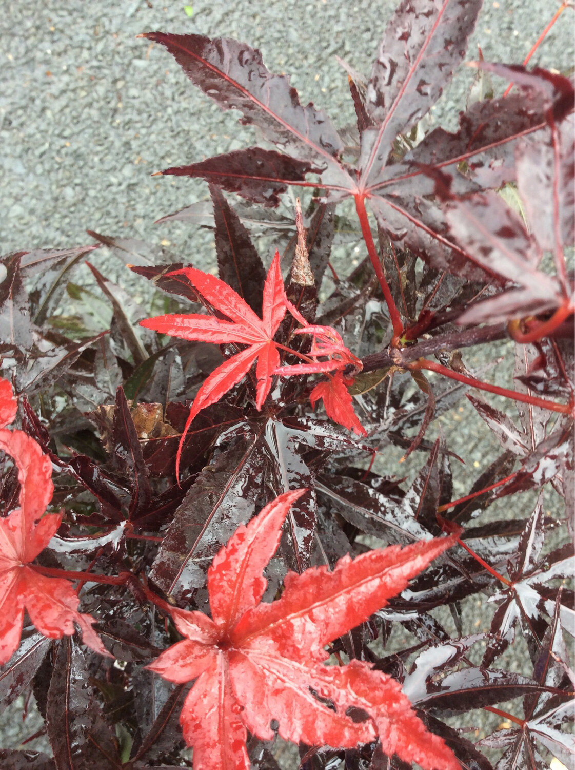 Japanese Maple - Acer ‘Bloodgood’