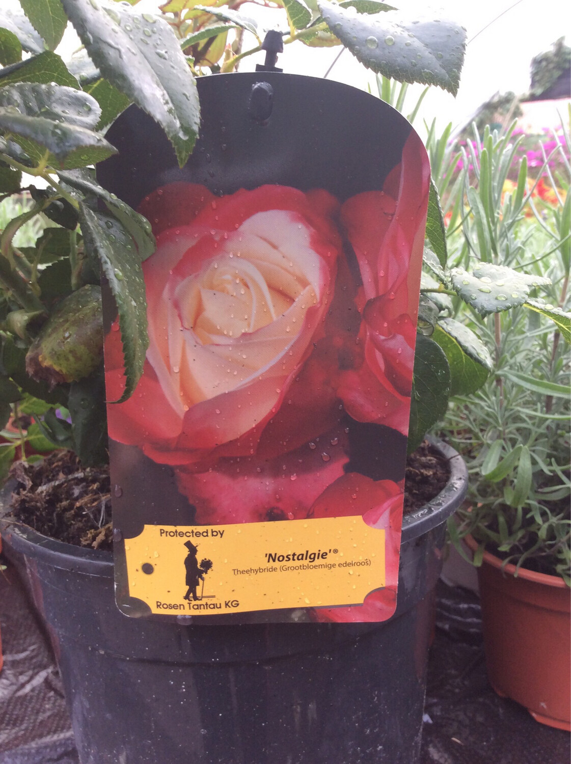 Rose ‘Nostalgia’ flowers non stop from June Until October. For pots or beds