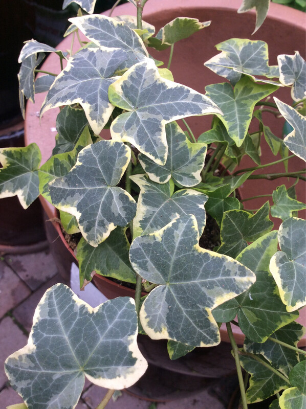 Goldchild Ivy for pots, baskets, window boxes or beds