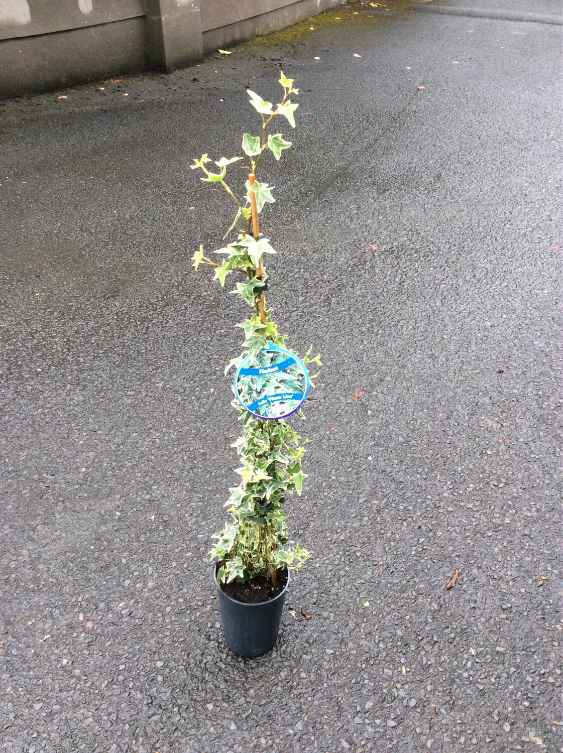 Climbing Ivy ‘Mona Lisa’