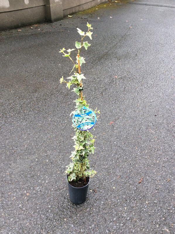 Climbing Ivy ‘Mona Lisa’