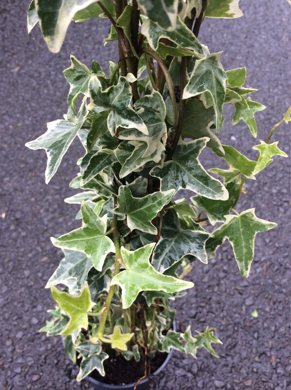 Climbing Ivy ‘Mona Lisa’