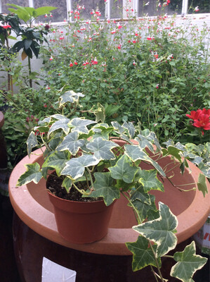 Goldchild Ivy for pots, baskets, window boxes or beds