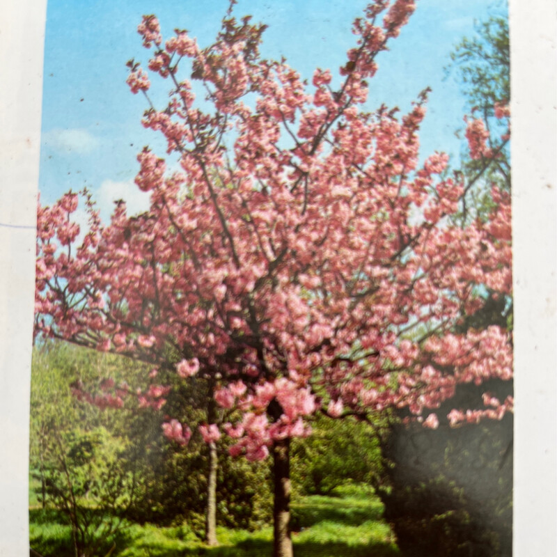 FLOWERING CHERRY PINK PERFECTION (Prunus Kanzan) Medium Sized tree ,prune in June if needed - ALL IRELAND DELIVERY