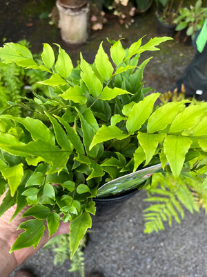 Crytomium Clivicola ,hardy evergreen fern for pots or beds .