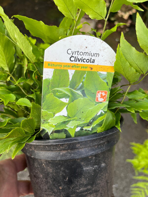 Crytomium Clivicola ,Holly Fern ,hardy evergreen fern with glossy green fronds …for pots or beds . Winter hardy and tough
