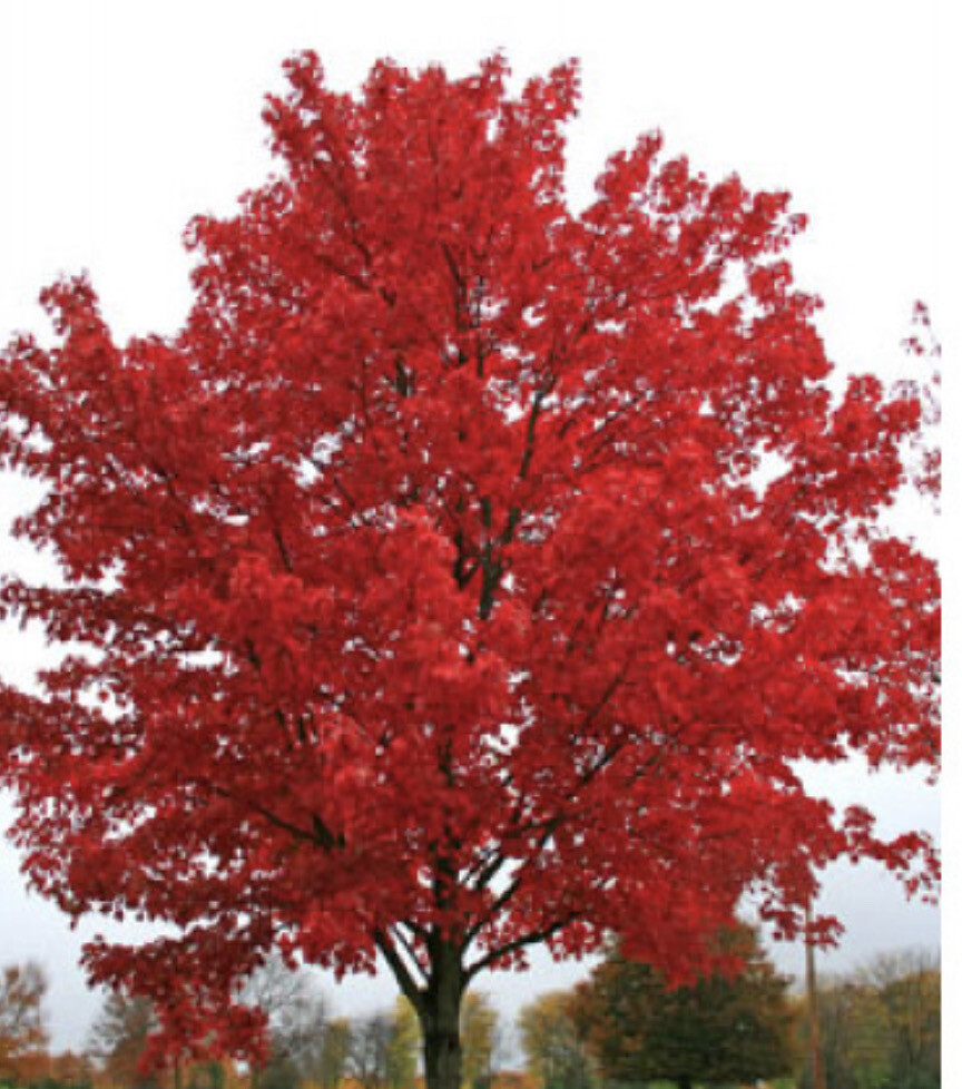 CANADIAN MAPLE 🍁 OCTOBER GLORY BONANZA is A tough Maple with green foliage in spring/summer followed by a kaleidoscope of reds and orange in autumn Strong 5 -6 Ft Trees pot grown