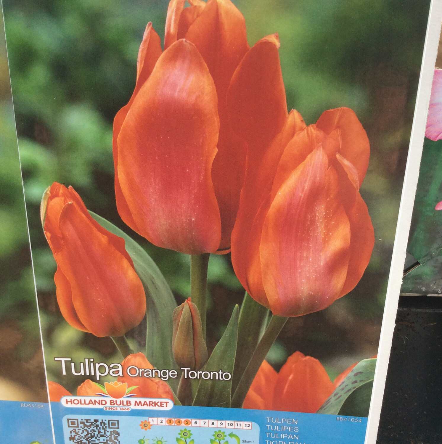 10 TULIPS Orange Toronto