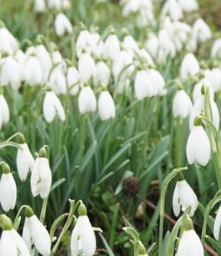 Snowdrops