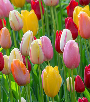 Tulips