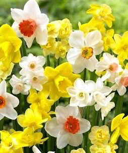 Daffodils
